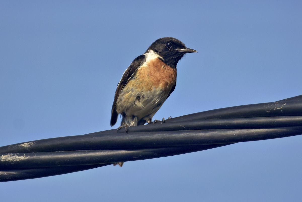 European Stonechat - ML588261271