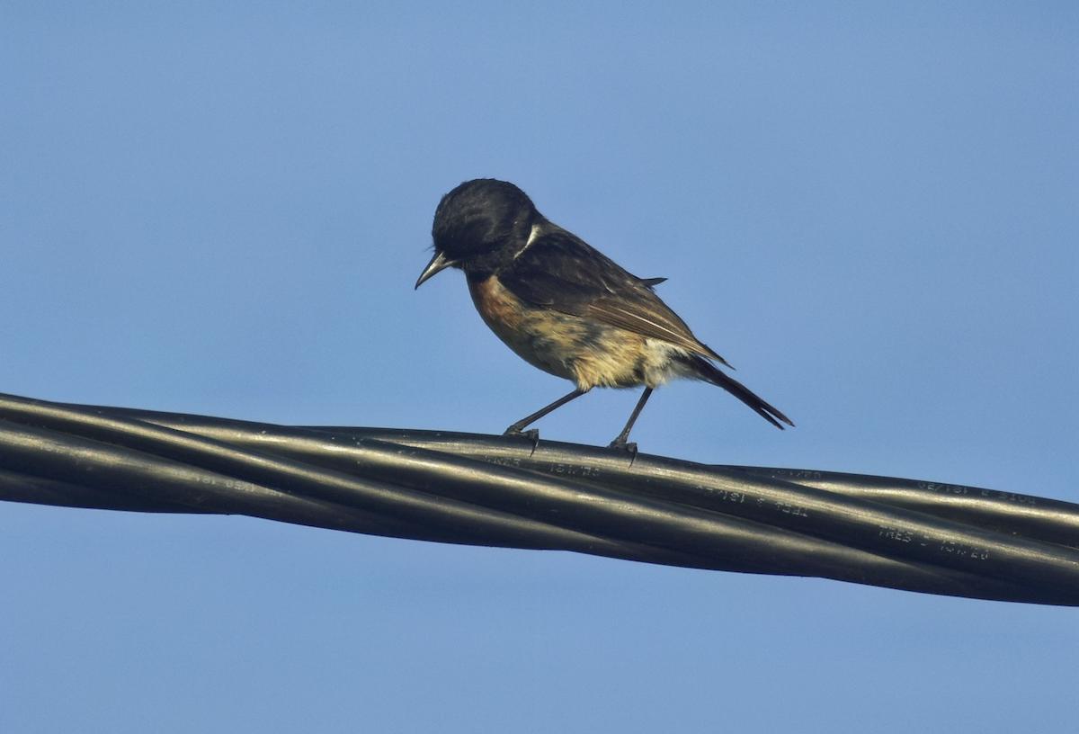 European Stonechat - ML588261331