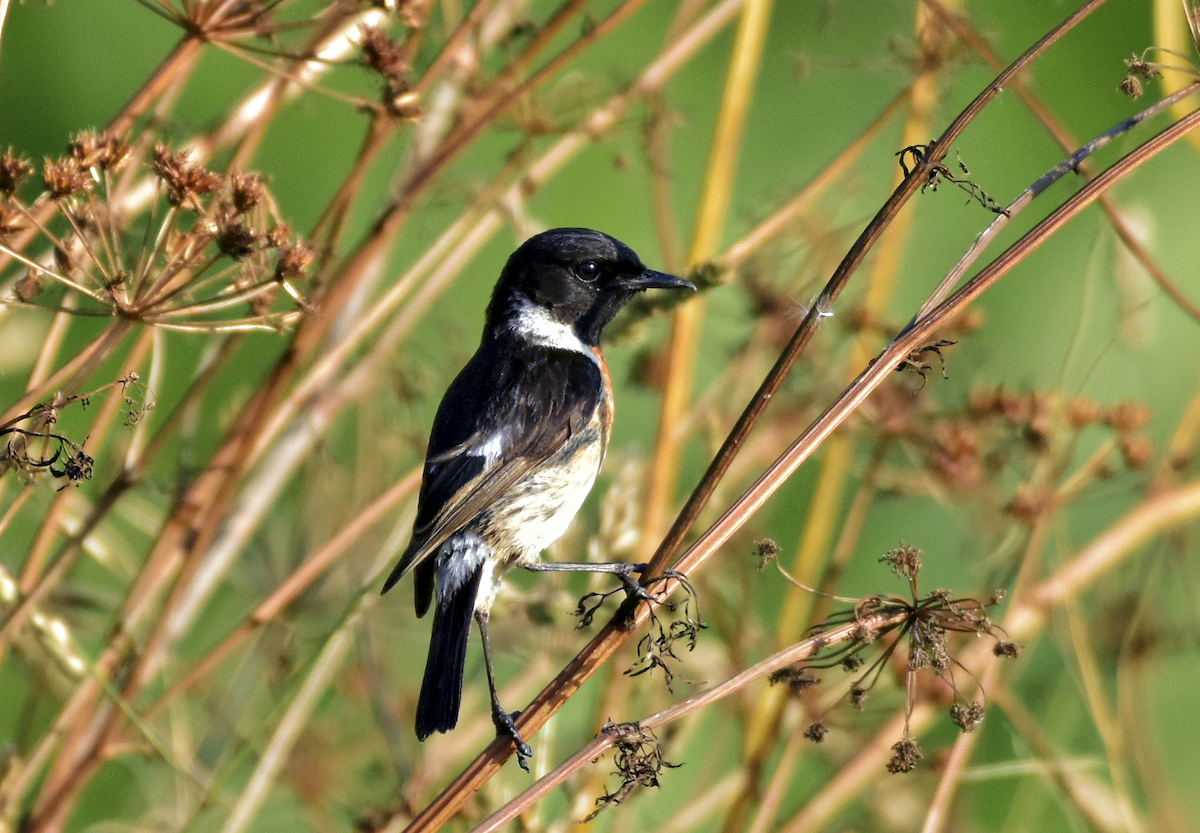 European Stonechat - ML588261341