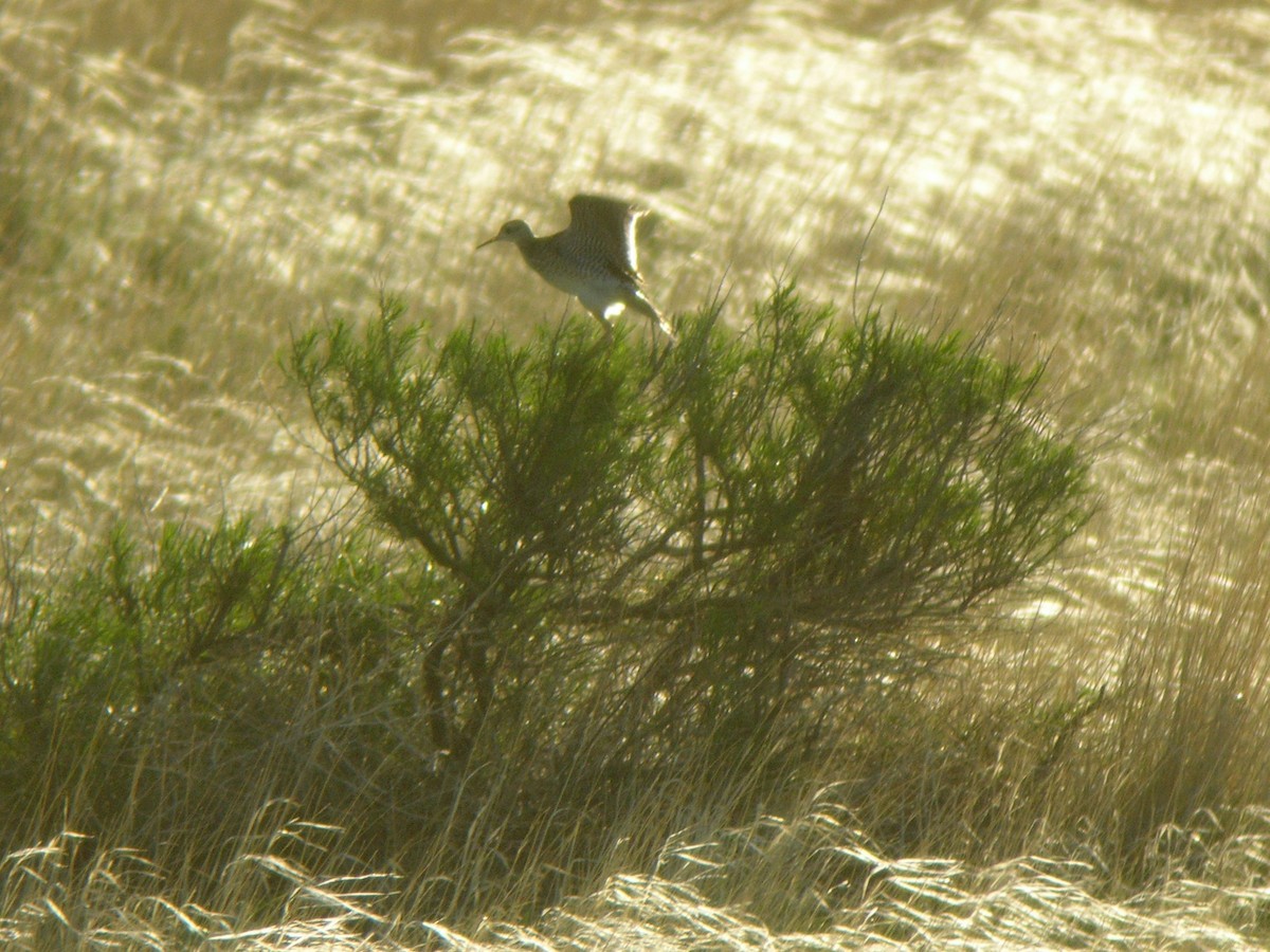 Upland Sandpiper - ML588261441