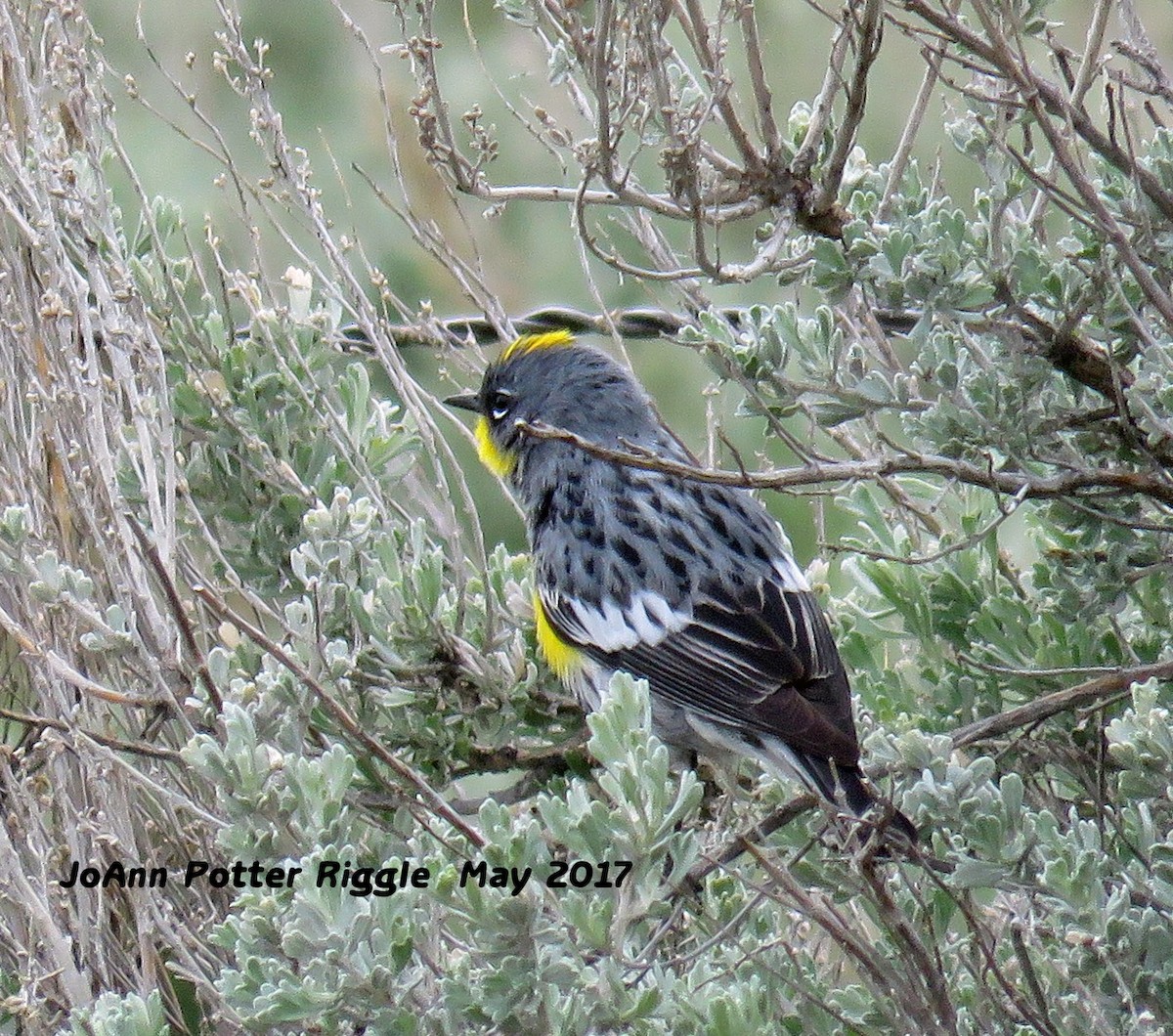 myrteparula (auduboni) (sitronstrupeparula) - ML58826171