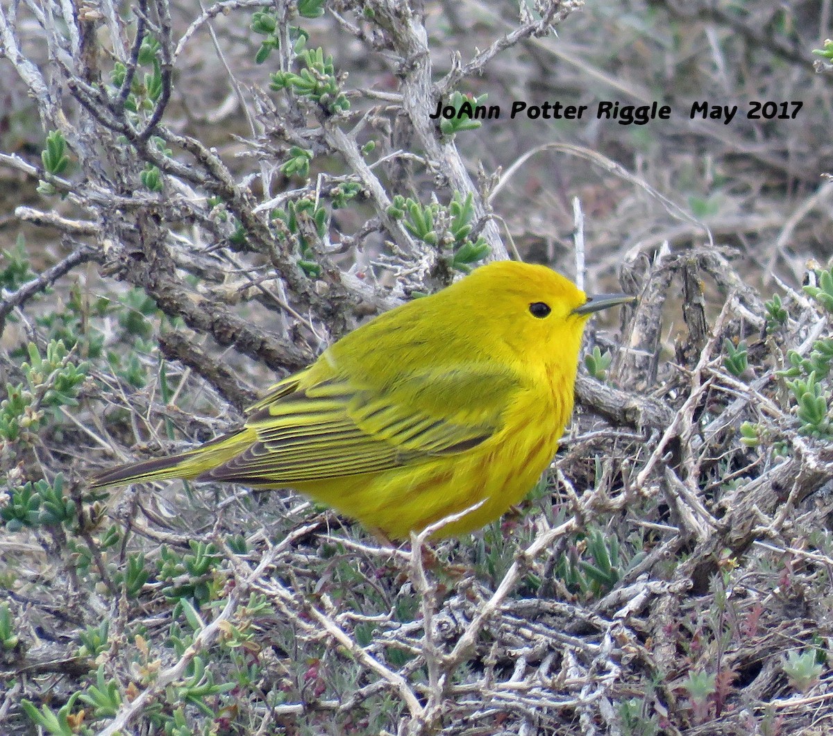 Yellow Warbler - ML58826201