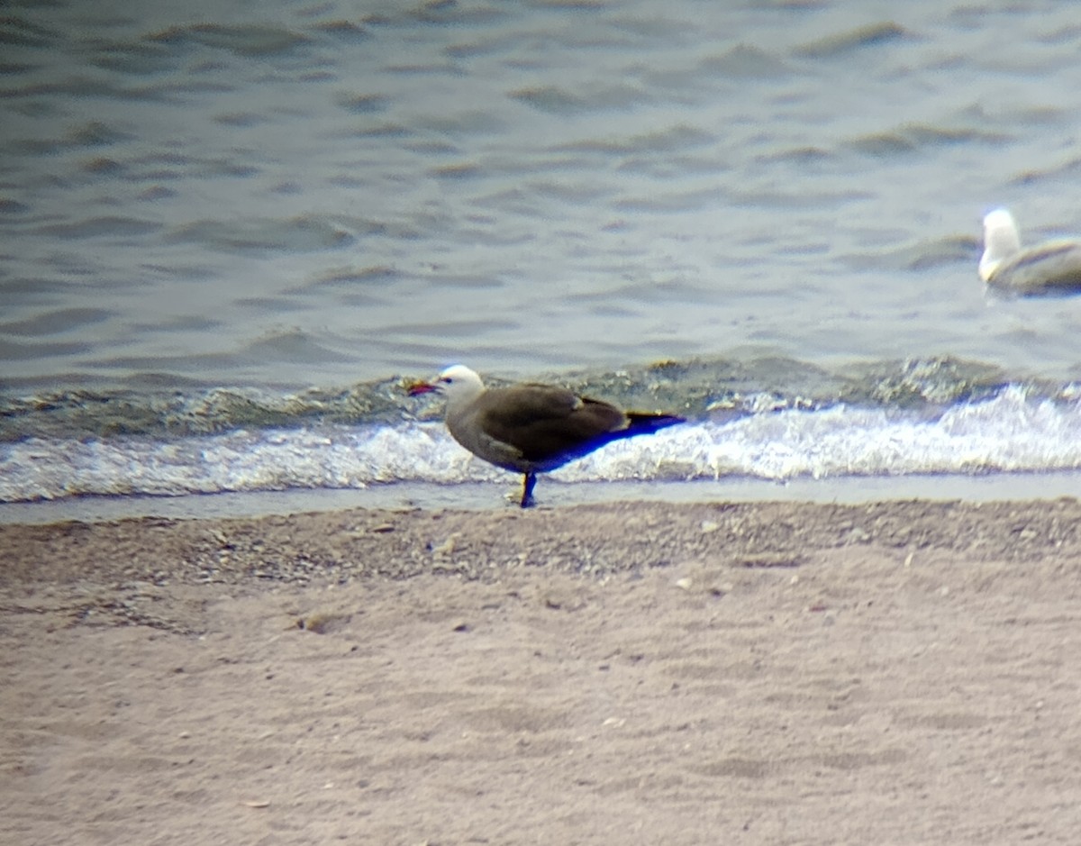 Heermann's Gull - ML588262771