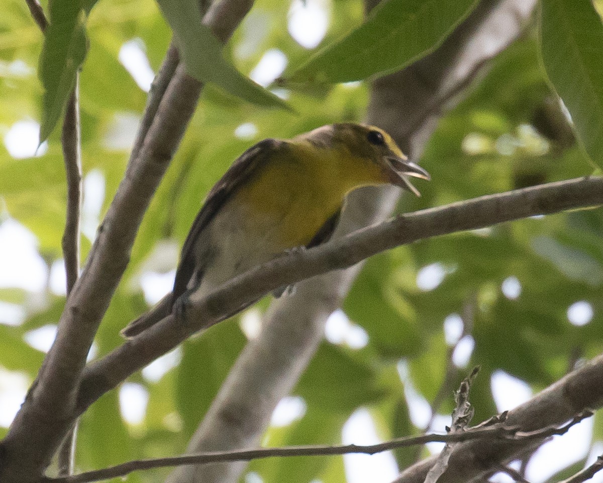 Yellow-throated Vireo - Letha Slagle