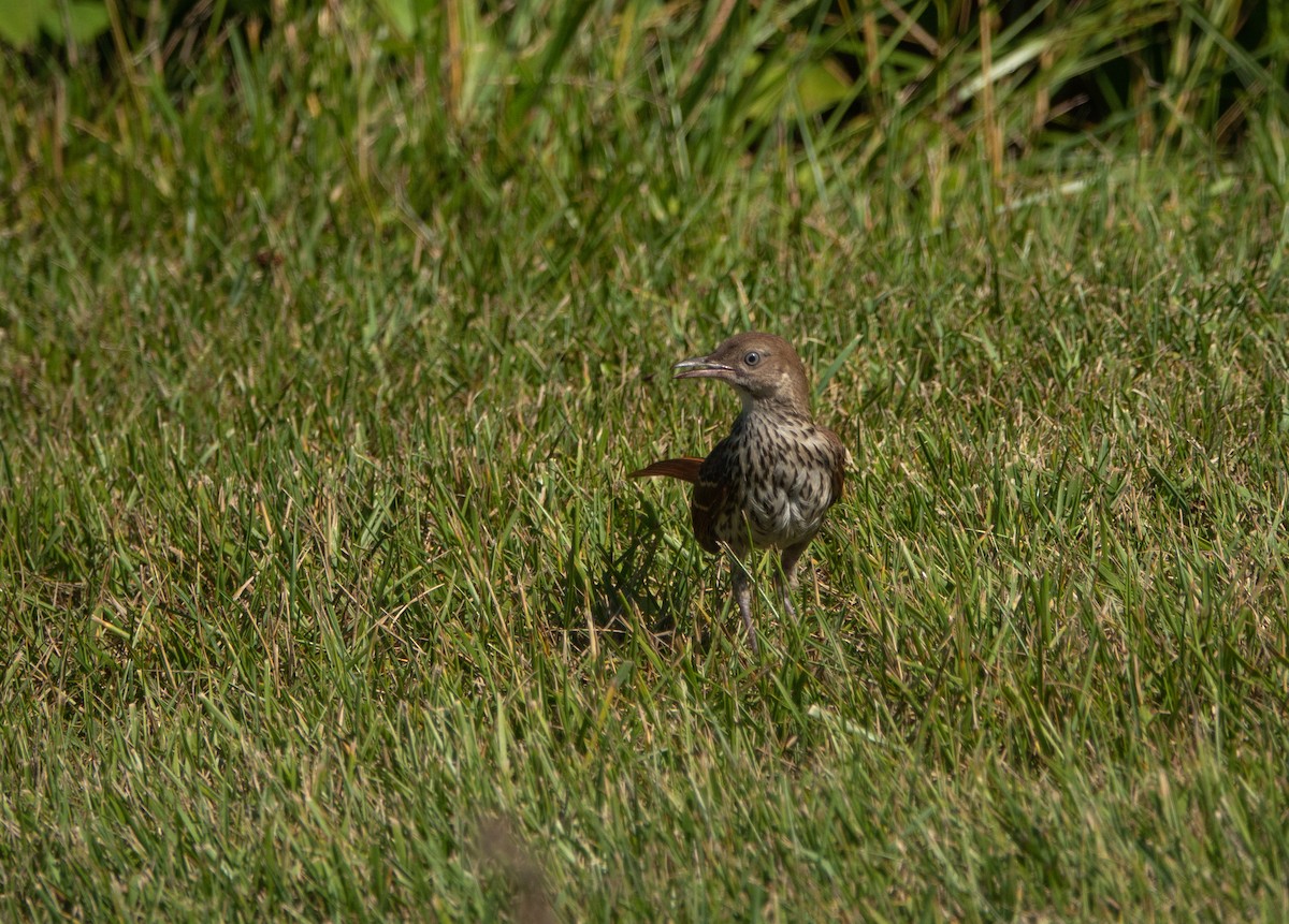 brunspottefugl - ML588263801