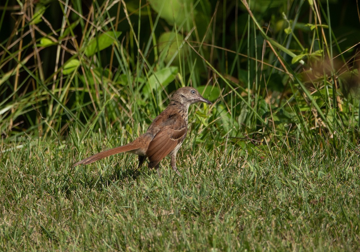 brunspottefugl - ML588264271