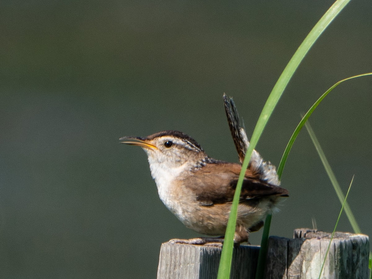 Marsh Wren - ML588264361