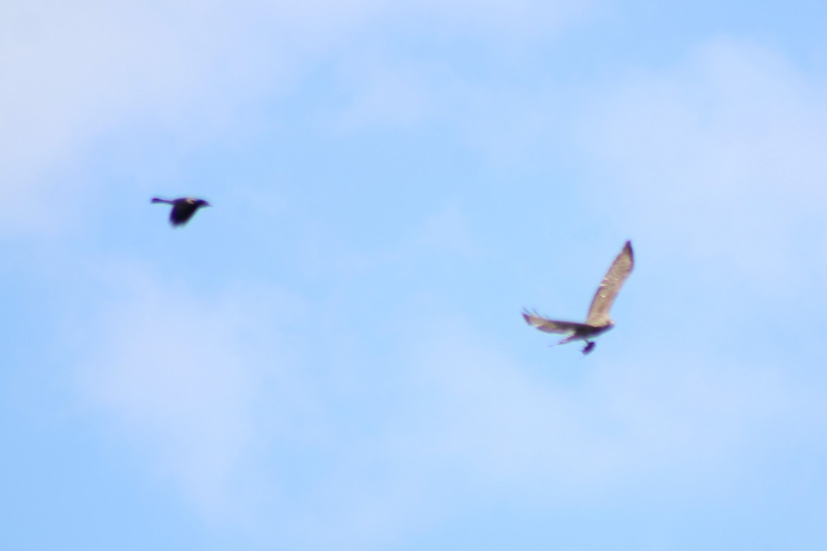 Broad-winged Hawk - ML588264501