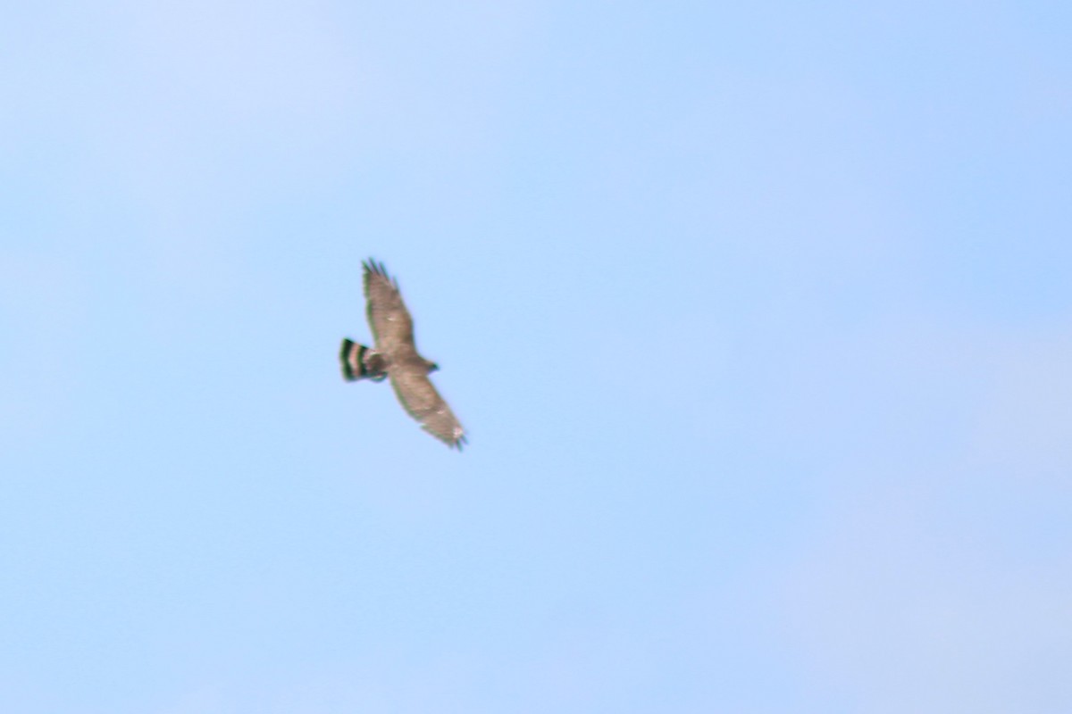 Broad-winged Hawk - ML588264511