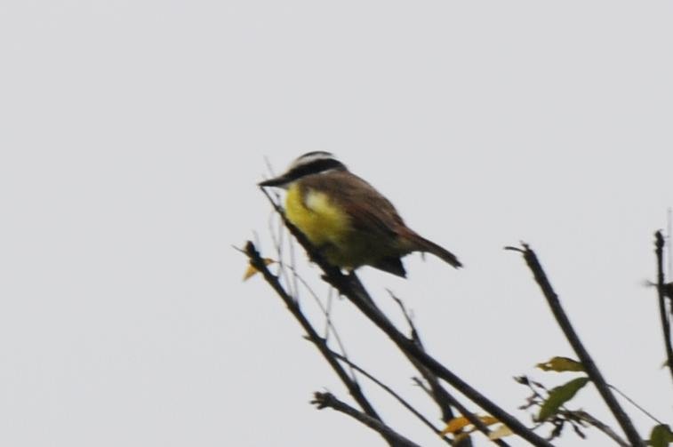 Great Kiskadee - ML588265151