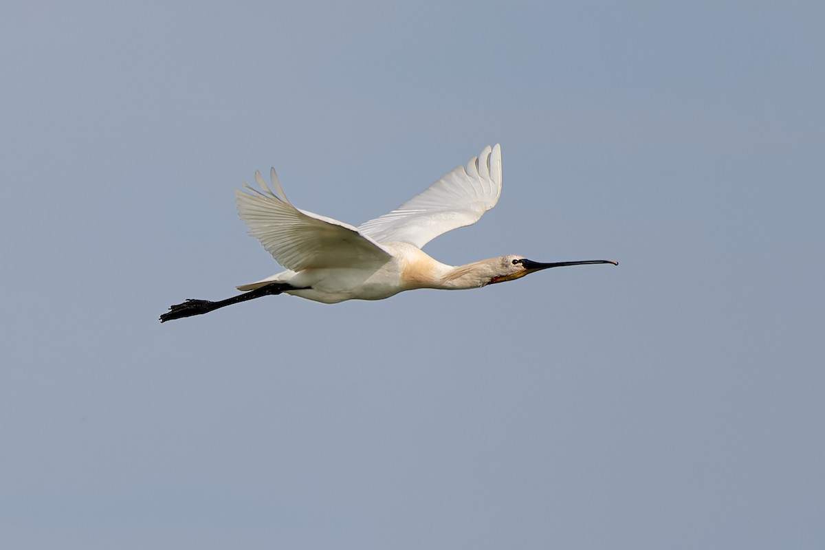 Eurasian Spoonbill - ML588265421