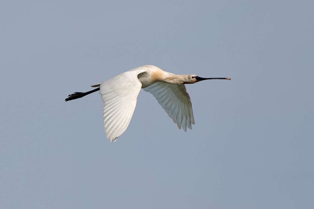 Eurasian Spoonbill - Tomáš Grim