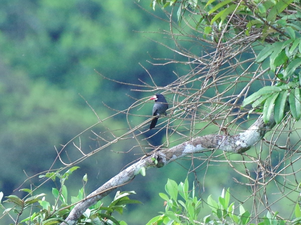 White-fronted Nunbird - ML588265571