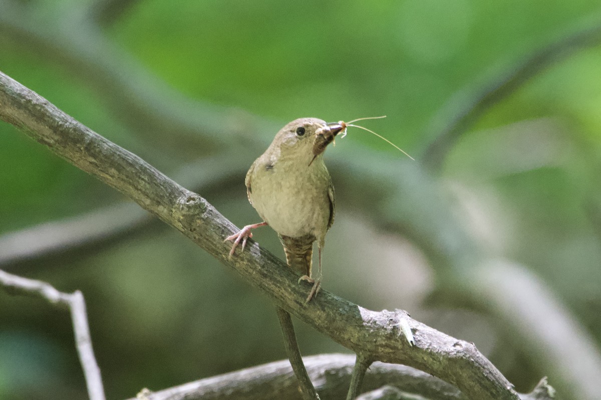 Northern House Wren - ML588265741