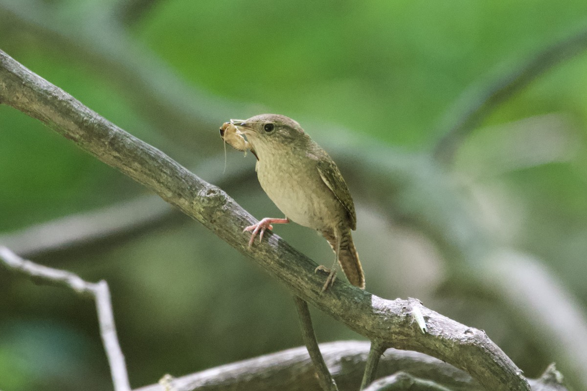 Northern House Wren - ML588265751