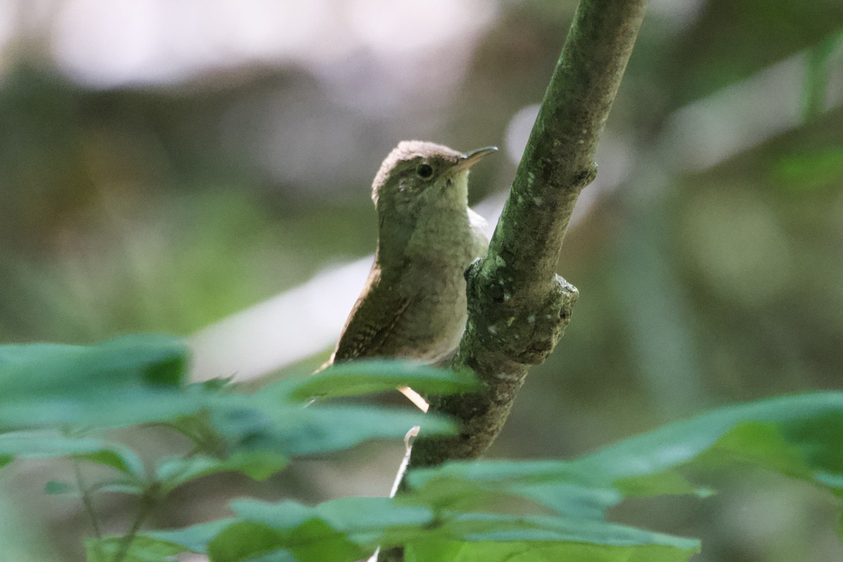 Northern House Wren - ML588265761