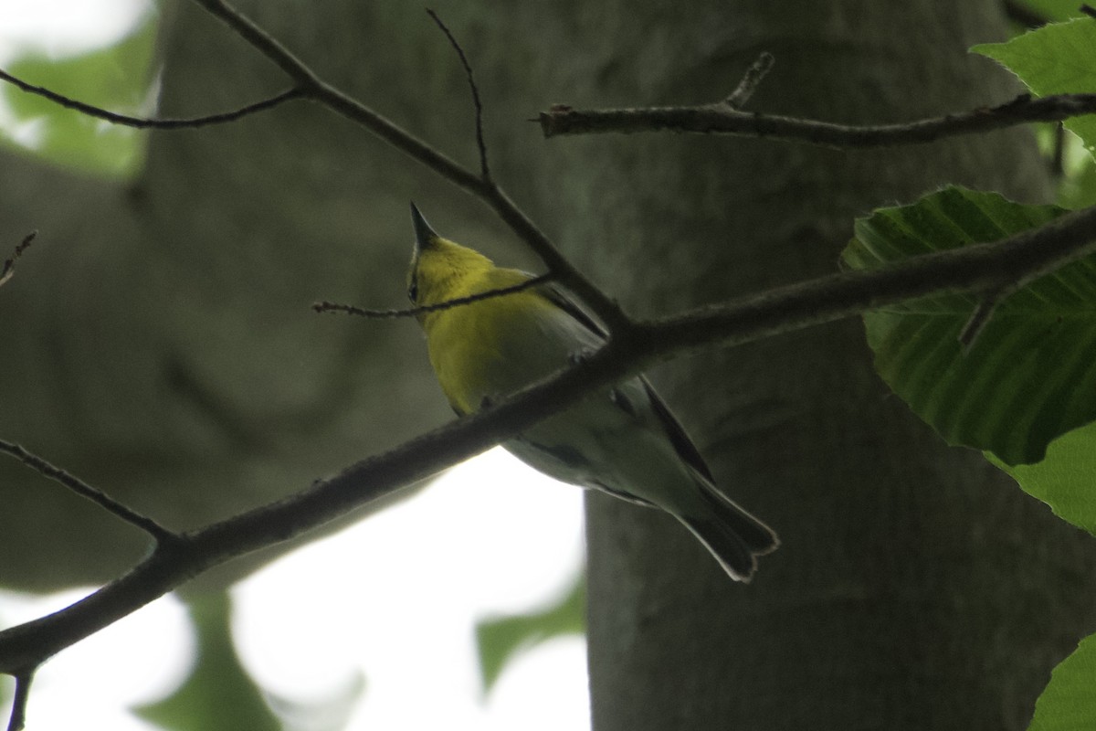 Yellow-throated Vireo - ML588265851