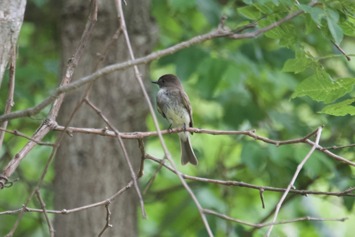 Eastern Phoebe - ML588265891