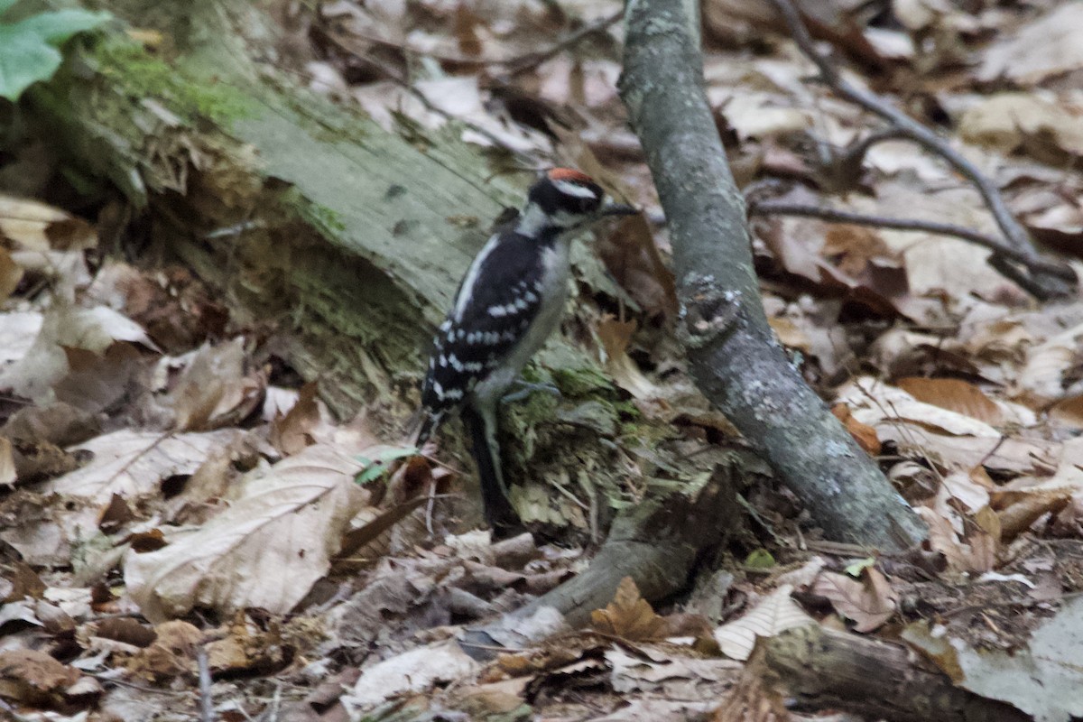 Downy Woodpecker - Greg Hertler