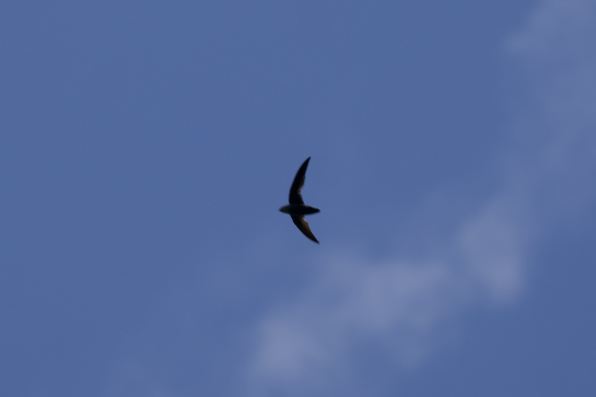 Chimney Swift - ML588265971