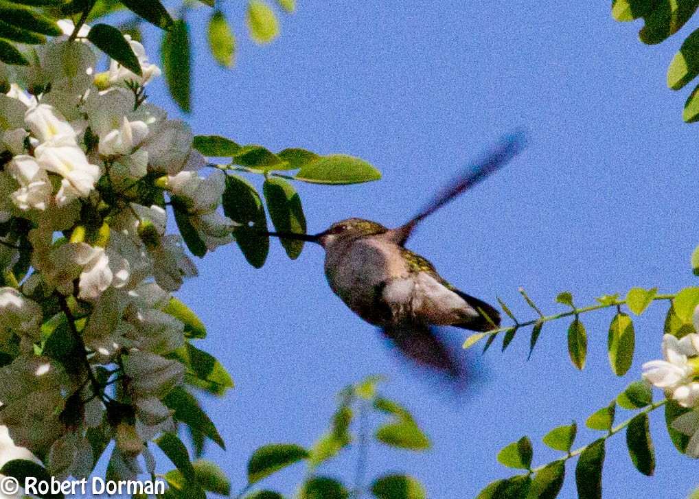 Ruby-throated Hummingbird - Robert Dorman