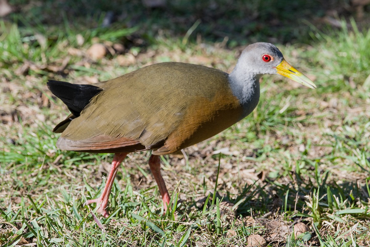 Gray-cowled Wood-Rail - ML588266761