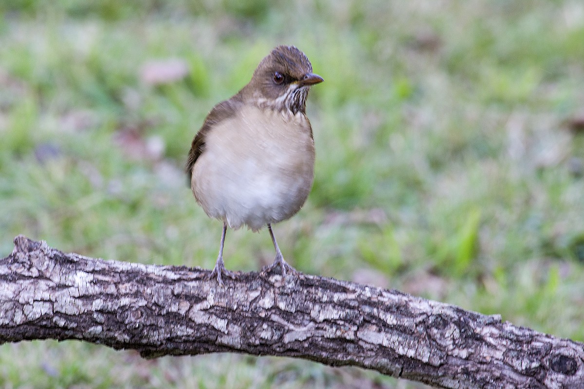 Creamy-bellied Thrush - ML588266881