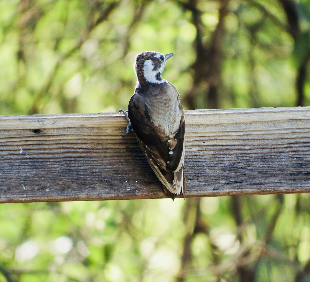 Arizona Woodpecker - Amy Alderman
