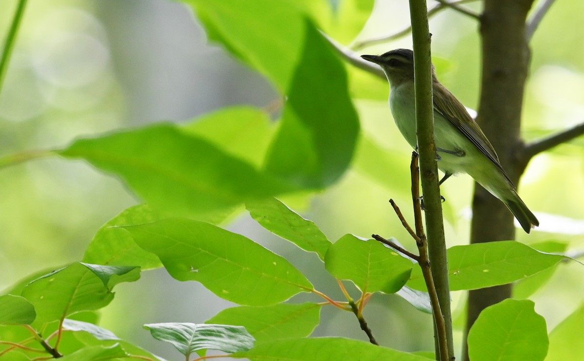 Red-eyed Vireo - Rob Bielawski