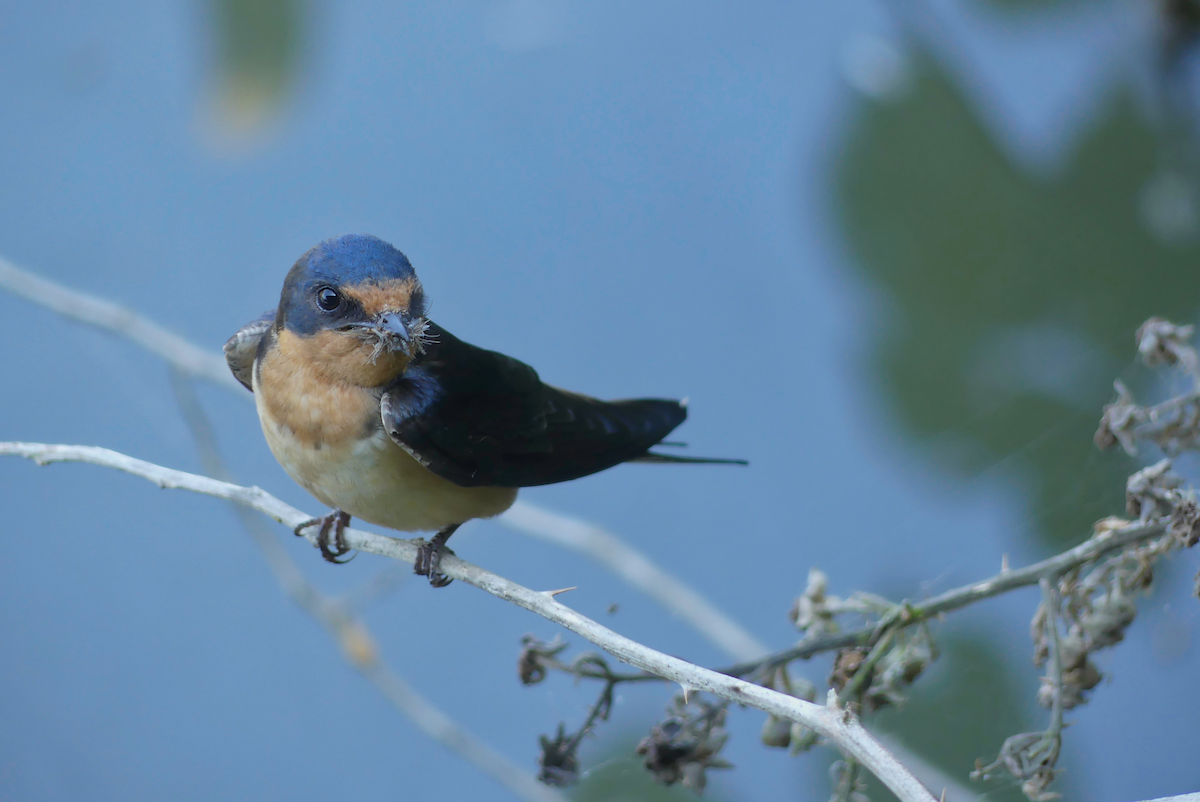 Barn Swallow (American) - Daniel P