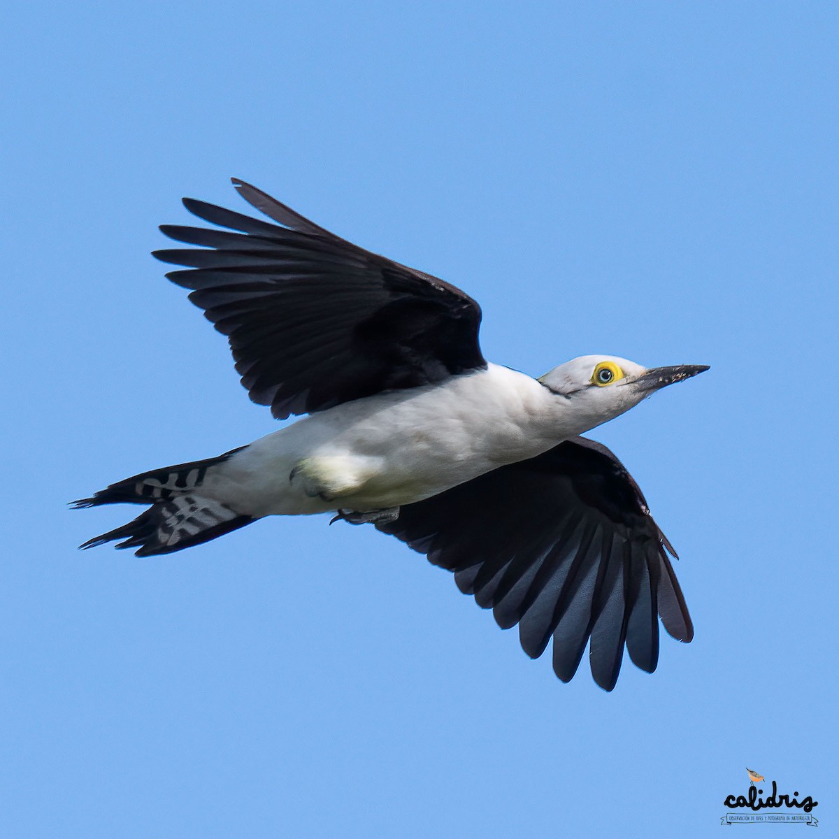 White Woodpecker - Calidris Esperanza