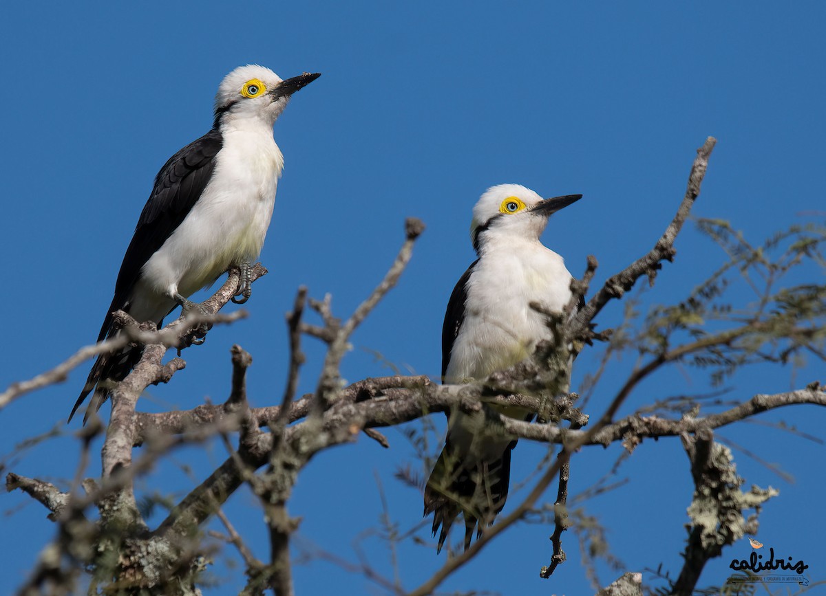 White Woodpecker - Calidris Esperanza