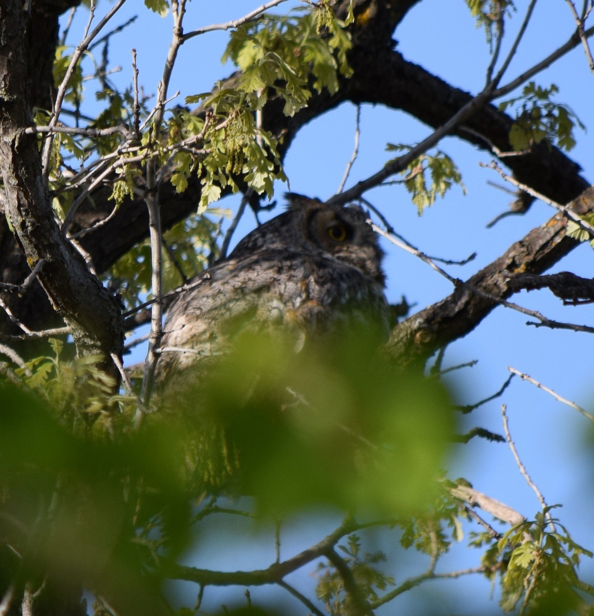 Great Horned Owl - ML58827051