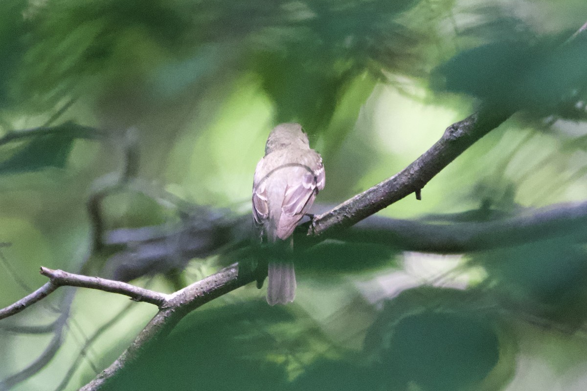 Acadian Flycatcher - Greg Hertler