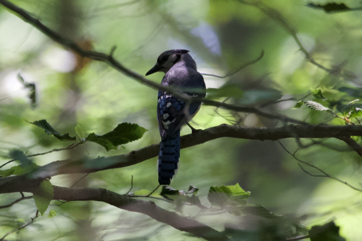 Blue Jay - Greg Hertler