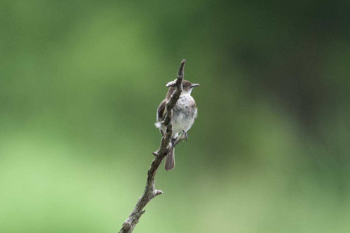 Eastern Phoebe - Greg Hertler