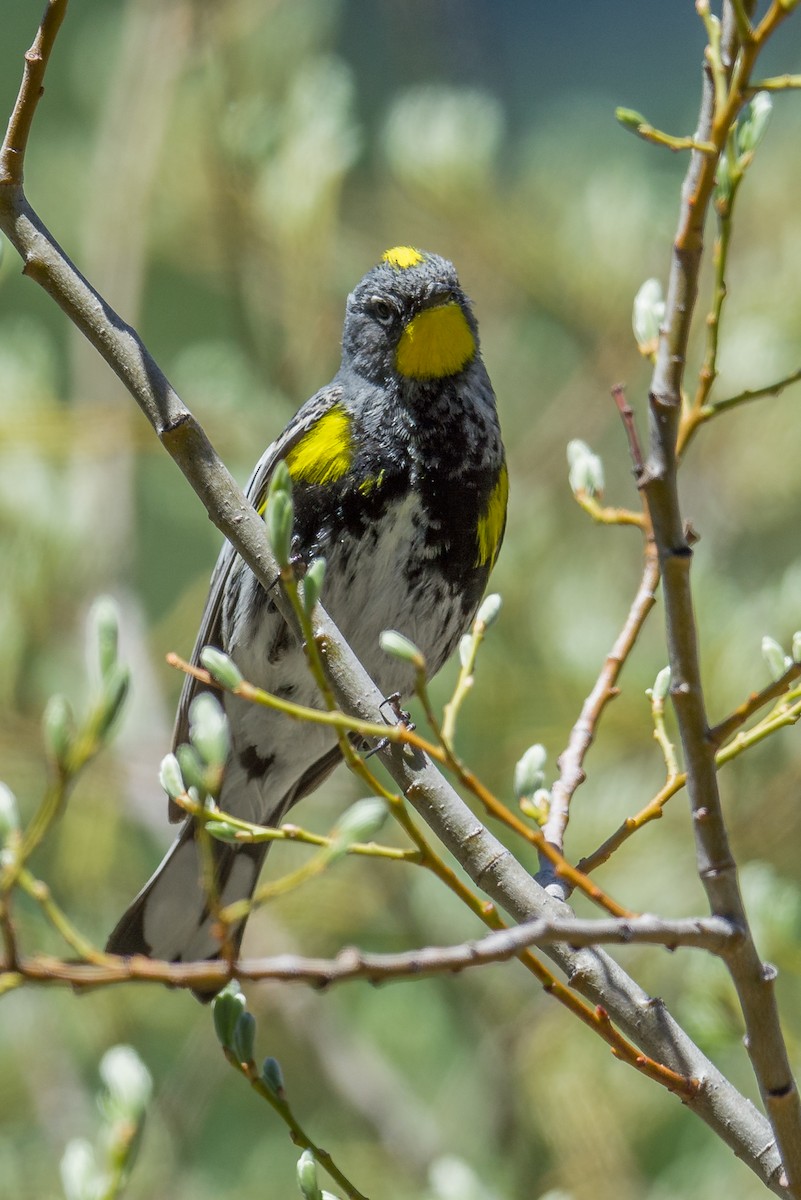 Yellow-rumped Warbler (Audubon's) - ML58827341