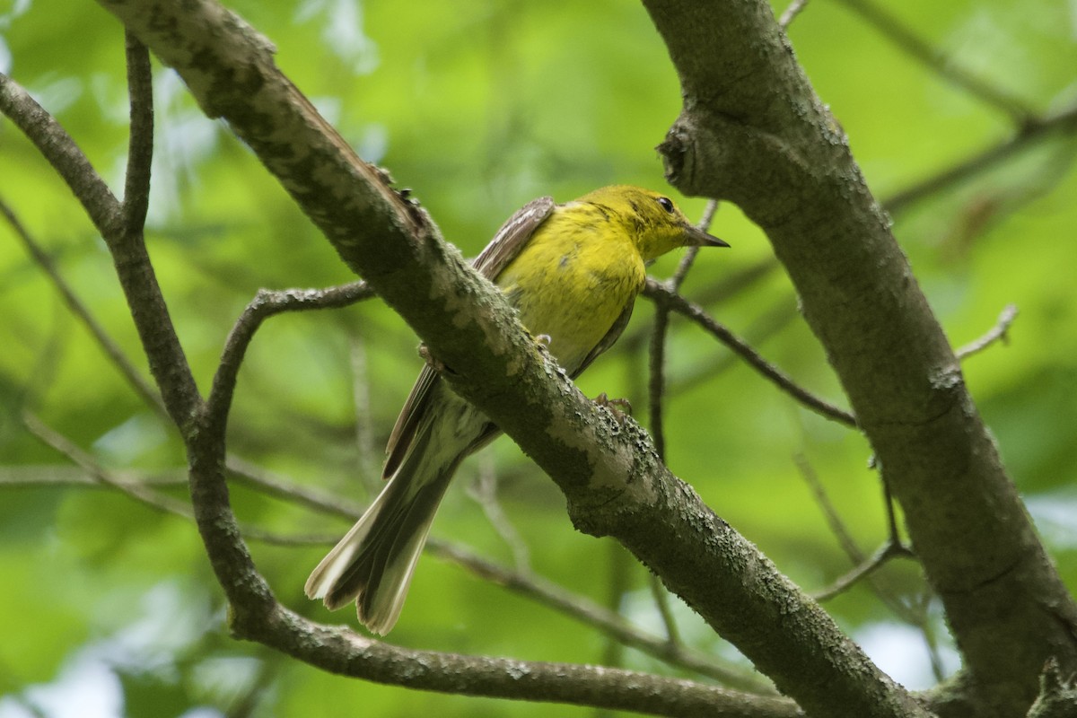 Pine Warbler - Greg Hertler