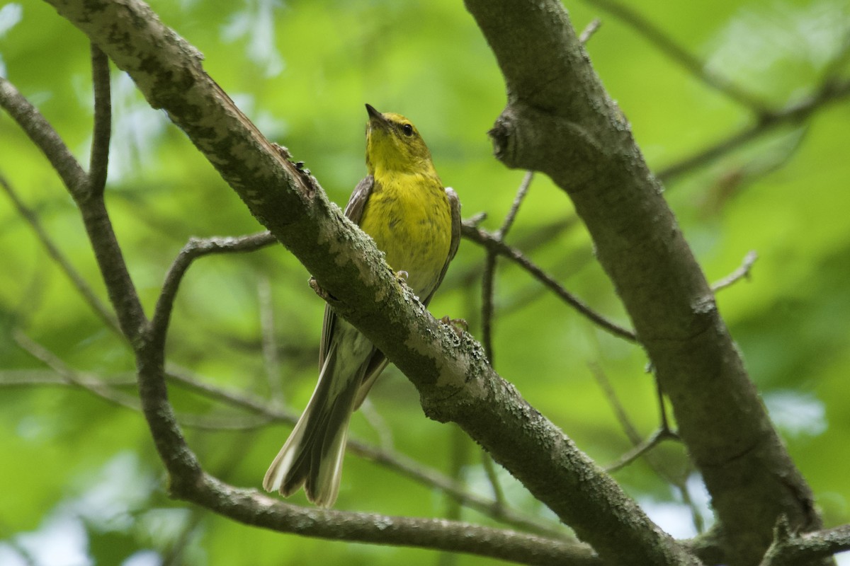 Pine Warbler - ML588274141