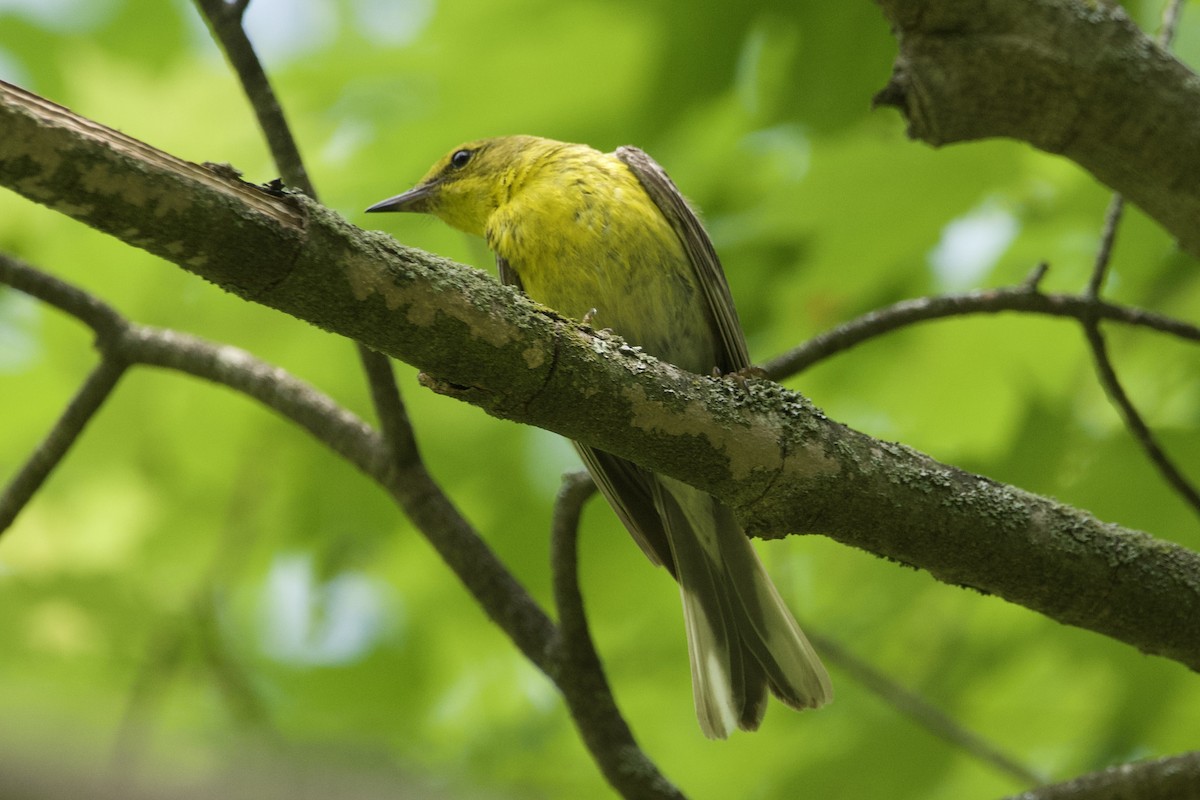 Pine Warbler - Greg Hertler