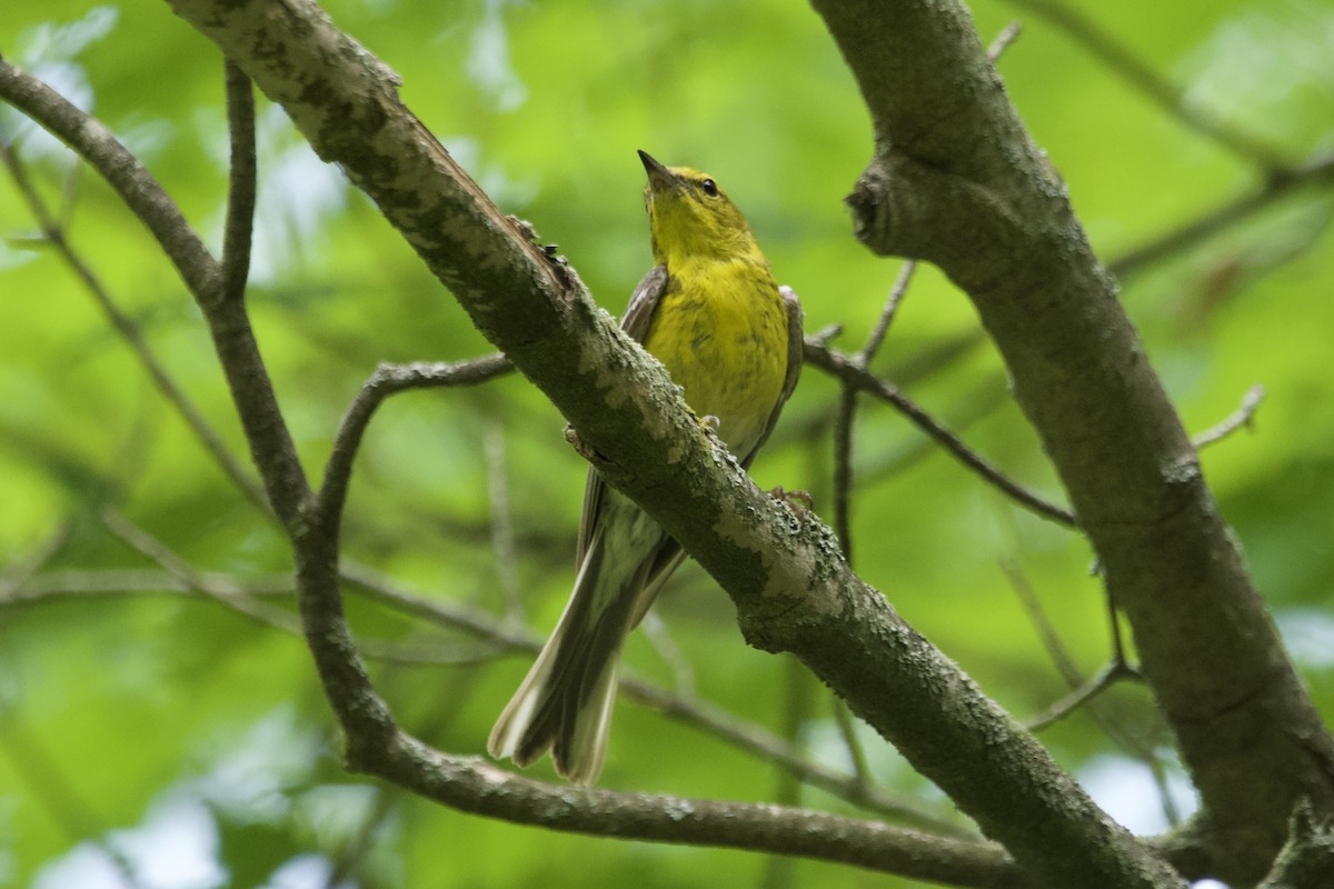 Pine Warbler - Greg Hertler