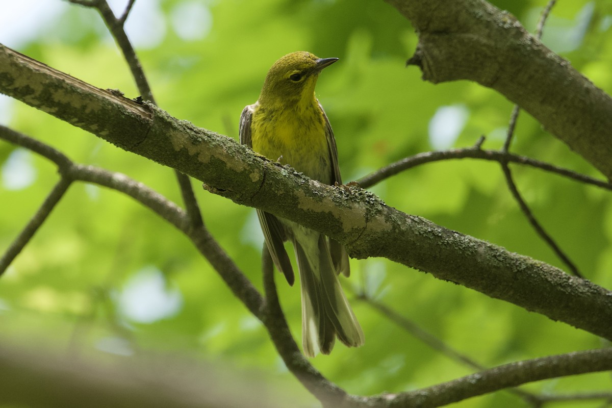 Pine Warbler - Greg Hertler