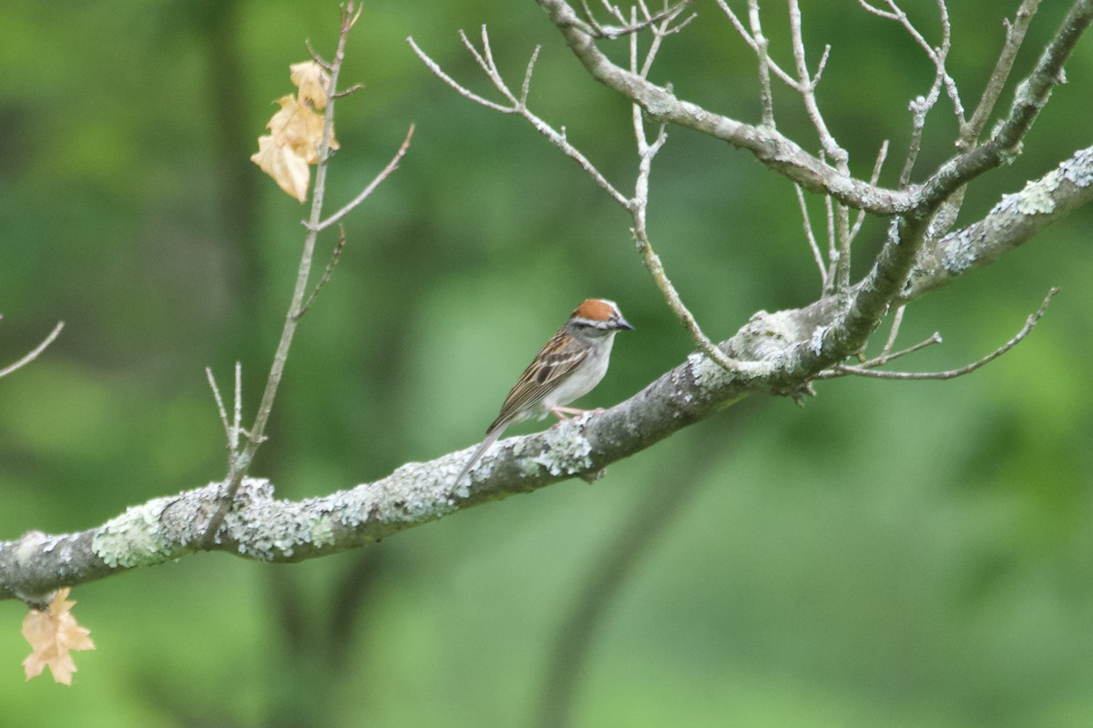 Chipping Sparrow - Greg Hertler