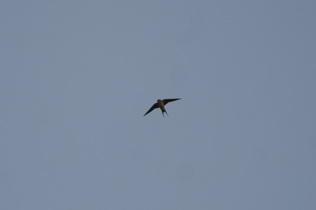 Barn Swallow - Greg Hertler