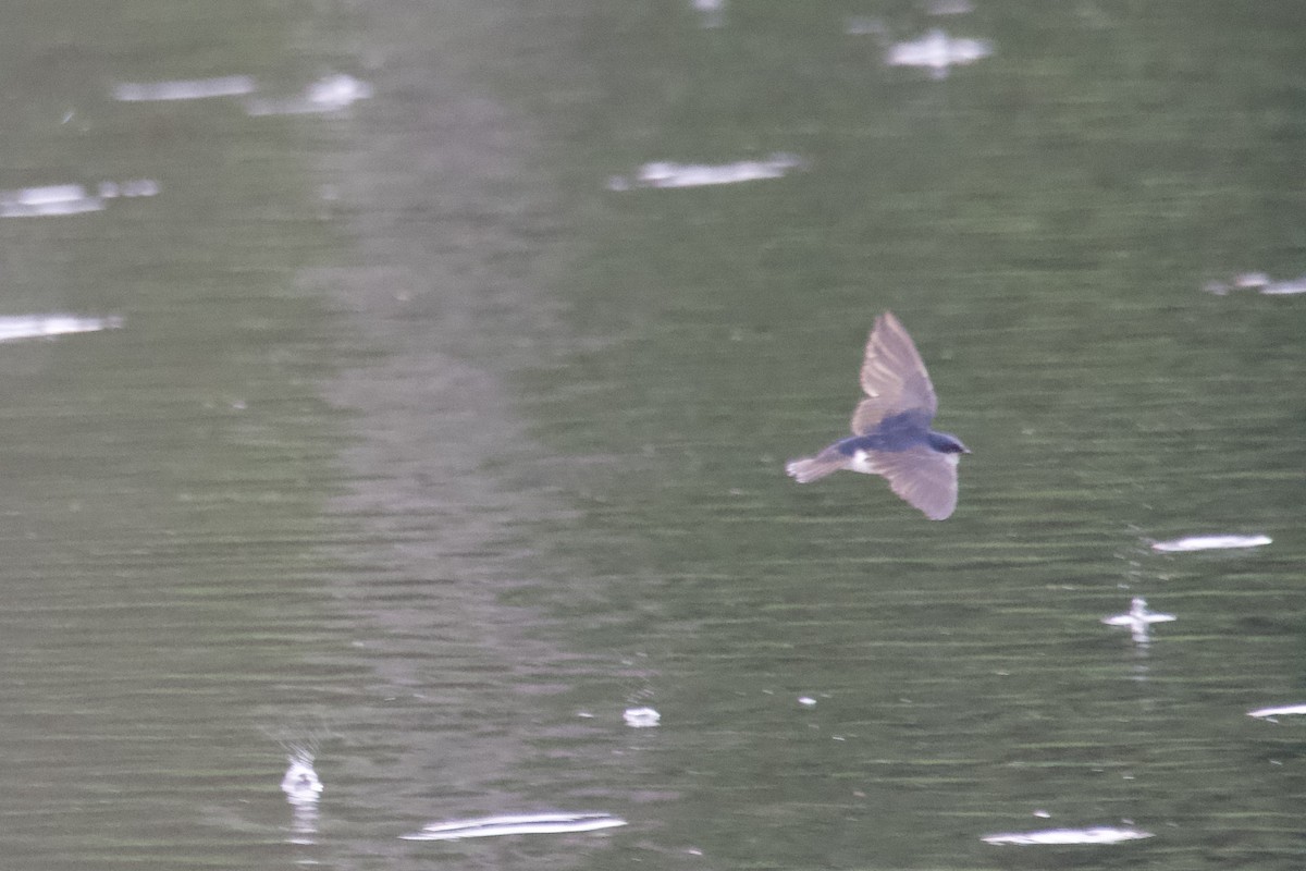 Tree Swallow - Greg Hertler