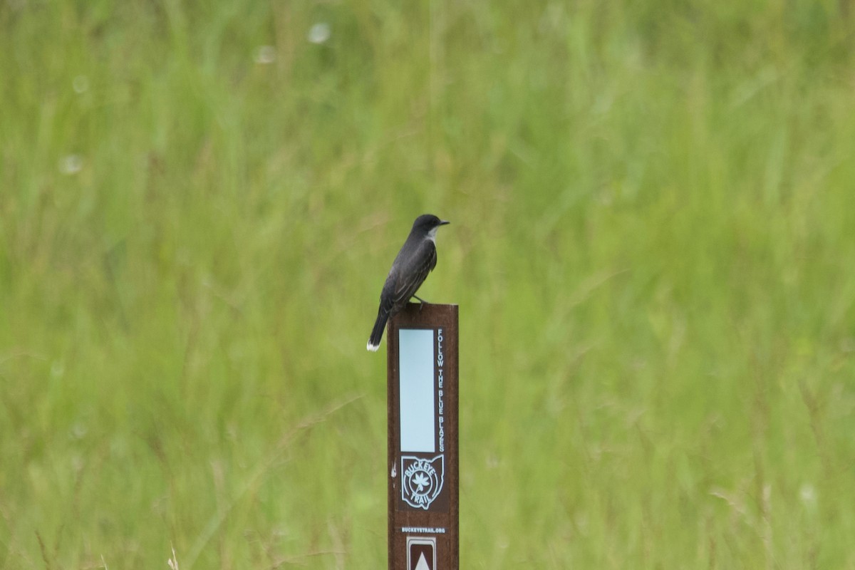 Eastern Kingbird - Greg Hertler