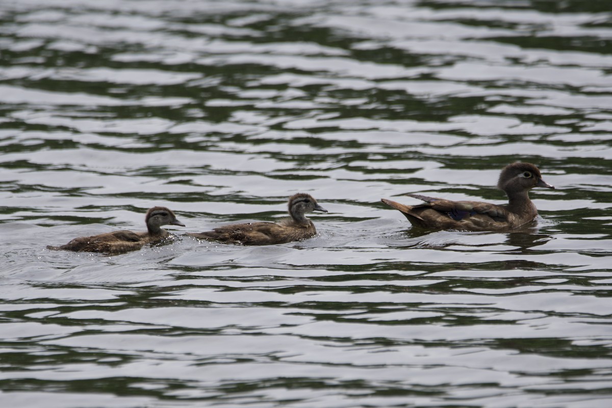 Wood Duck - ML588274431