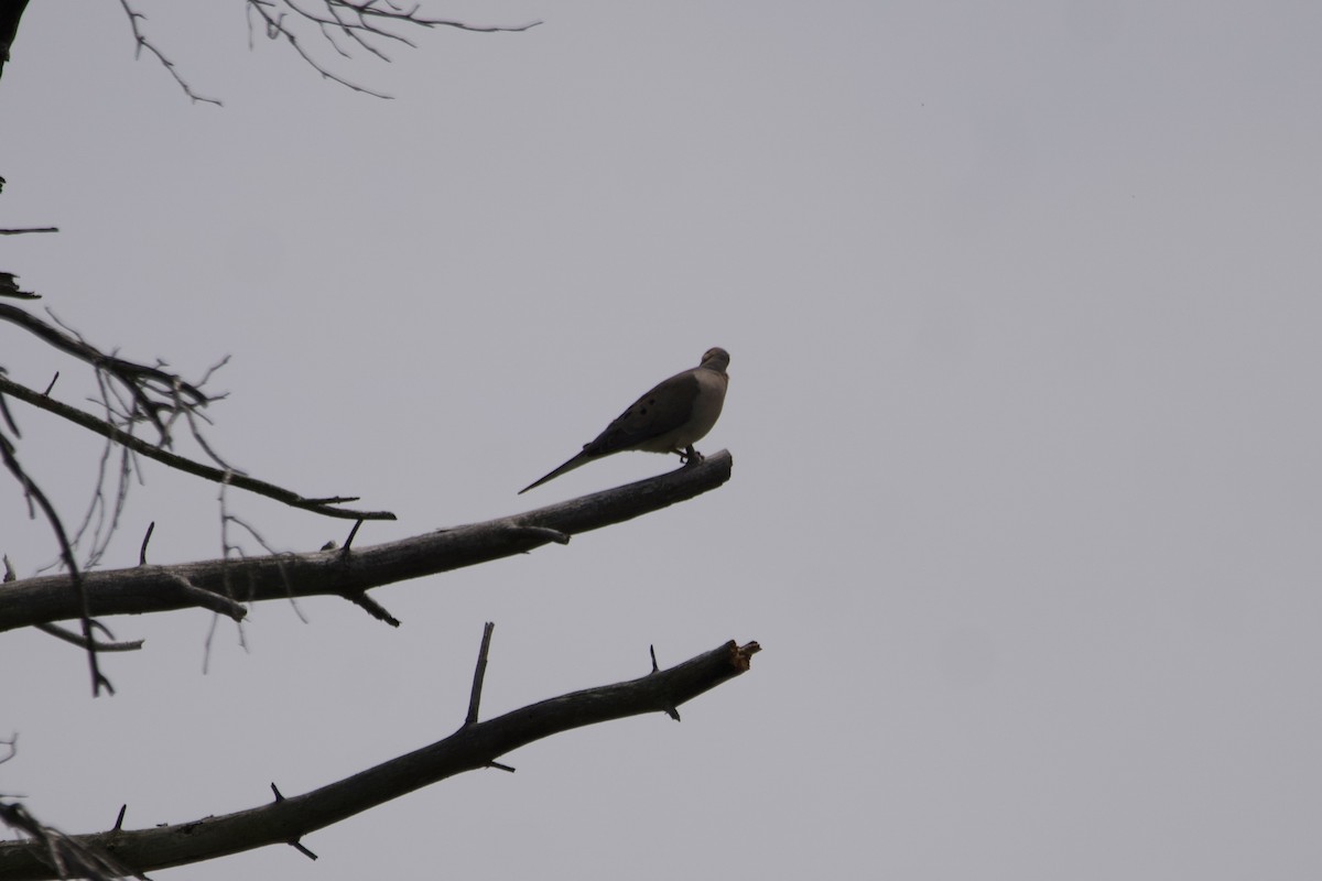 Mourning Dove - Greg Hertler