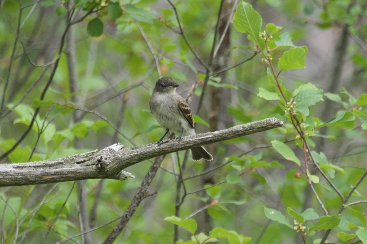 Eastern Phoebe - Greg Hertler