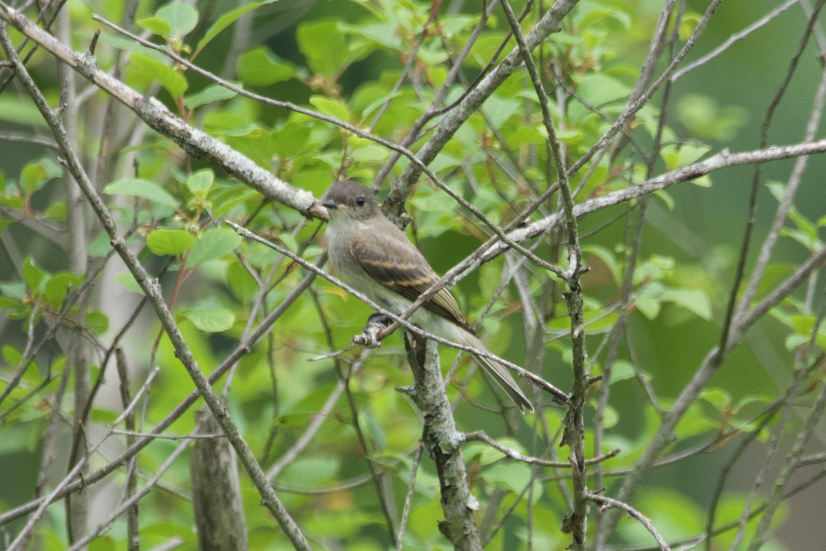 Eastern Phoebe - ML588274801